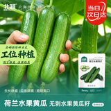 北蔬 水果小黄瓜种子苗绿心强雌秋冬蔬菜种籽 荷兰水果黄瓜种子100粒