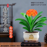 京云梦君子兰盆栽招财旺宅桌面绿植室内12-14片白玉招财进宝源头直发