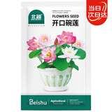 北蔬 碗莲种子苗水培鱼缸水养盆栽睡莲荷花四季种植带盆 碗莲种子套装