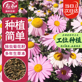 寿禾除虫菊种子苗驱虫多年生盆栽花草籽 潍萫除虫菊种子3g约1200粒