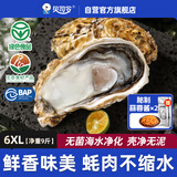 贝司令鲜活生蚝乳山生态牡蛎6XL 净重9斤 12-16只 源头直发生鲜中秋送礼