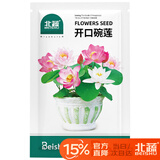 北蔬 碗莲种子苗水培鱼缸水养盆栽睡莲荷花四季种植带盆 碗莲种子套装