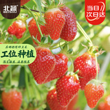 北蔬 红草莓种子种苗四季盆栽阳台室内庭院水果籽 奶油草莓种子1000粒