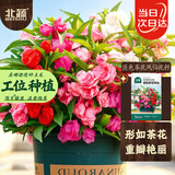 北蔬 凤仙花种子苗混色指甲花四季花籽 重瓣混色茶花凤仙种子1000粒