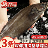 深海鲽鱼身段蝶鱼中段碟鱼大号新鲜冷冻海水鱼偏口鱼鸦片鱼比目鱼 精选整条鲽鱼500- 600g *3条