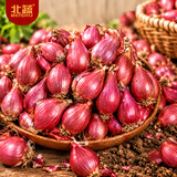北蔬小葱种子香葱葱头种菜家庭盆栽 红葱头种子1.5斤源头直发包邮