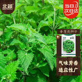 北蔬 薄荷种子苗可食用四季种植阳台盆栽蔬菜籽 香薄荷种子1000粒x2包