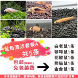 卡奇鱼 工具鱼 鼠鱼  异形鱼 垃圾鱼 底栖鱼 观赏鱼 清缸除藻胡子帆蛇仔 鼠鱼套餐A