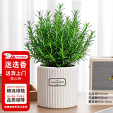花翁薄荷盆栽可食用水培柠檬薄荷叶好养迷迭香苗植物室内绿植源头直发