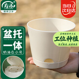寿禾 花盆带托盘家庭园艺种菜养花盆栽工具 潍育奶油白花盆小号12.5#
