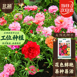 北蔬 太阳花种子苗重瓣混色四季种开花草花种籽 卓脆太阳花种子3万粒