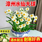 行湘漳州水仙花种球水培绿植盆栽水养花卉球室内冬季花球带芽源头直发