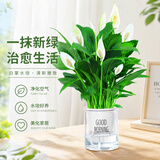 行湘白掌水培绿植盆栽植物驱蚊花卉室内盆栽办公室工位幼儿园源头直发