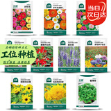 北蔬 花种子大全四季开花太阳花室内室外植物向日葵花卉籽 10种花种子
