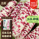 北蔬彩甜糯玉米种子苗花糯大棒甜玉米籽 彩甜糯6号玉米种子30g约90粒