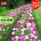北蔬 格桑花种子苗波斯菊混色四季开花庭院室外花卉籽 格桑花种子半斤