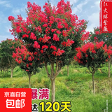 花期100天紫薇花树苗红火箭百日红紫薇耐寒耐旱工程庭院四季栽种 红火球紫薇三公分粗