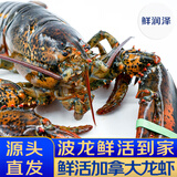 鲜润泽【活鲜】鲜活波士顿龙虾800-900g/只1只装  生鲜海鲜 源头直发