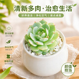 行湘多肉植物组合小盆栽办公室桌面仙人掌仙人球水培绿植花卉源头直发