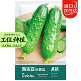 北蔬秋黄瓜种子苗强雌旱黄瓜摘不败四季菜种籽 海吉亚秋黄瓜种子40粒
