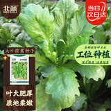 北蔬茼蒿菜种子苗大叶茼蒿皇帝菜家庭阳台蔬菜籽 大叶茼蒿种子15gx2包