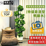 叹为观止大型植物发财树各种大颗盆栽开业乔迁客厅办公室内好养大型花卉 造型鸭脚木【1.5-1.7米】 含盆