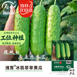 寿禾强雌性旱黄瓜种子苗水果老品种秋冬菜籽冰翡翠旱黄瓜种子50粒*2袋