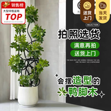 叹为观止大型植物发财树各种大颗盆栽开业乔迁客厅办公室内好养大型花卉 造型鸭脚木【1.4-1.6米】 含盆