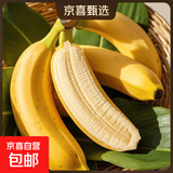 正宗广西小米蕉当季新鲜水果万澄装自然熟小香蕉现摘现发产地直发 【带箱3斤】小米蕉