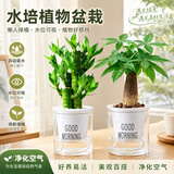 行湘吊兰水培绿植盆栽植物驱蚊花卉室内盆栽办公室工位幼儿园源头直发