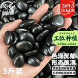 寿禾黑色鹅卵石造景原因庭院铺路脚踩垫石子 黑色鹅卵石0.9-1.8cm5斤