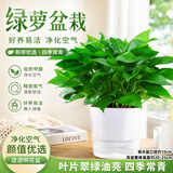 泰西丝绿萝盆栽室内吸甲醛植物长藤大绿萝土培水养客厅花卉吊兰源头直发