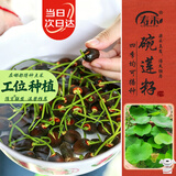 寿禾 碗莲种子苗水培土培荷花已开口花卉种籽 开口碗莲种子15粒
