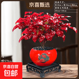 火焰南天竹盆栽冬季耐寒红叶绿植室内外客厅阳台四季好养植物盆景 火焰南天竹+福字红盆+底座+黑沙+吊卡 （含陶瓷盆）