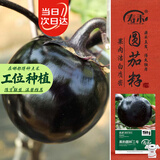 寿禾圆茄子种子苗紫黑鲜嫩秋冬季蔬菜种籽 潍育黑豹二号圆茄种子200粒