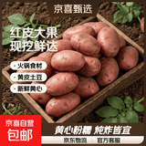 河北红皮大土豆新鲜黄心土豆现挖洋芋地蛋马铃薯粉面火锅批发 红皮土豆大果 9斤净重 【单果150g+】