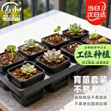寿禾 育苗盒方形育苗杯培育种子多肉植物种植盆 育苗盒套装(含托架)