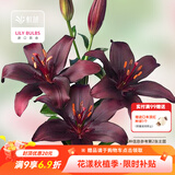 虹越（HONGYUE） 进口百合种球3球装 盆栽地栽易养东方香水百合花卉裸球 【亚洲百合·3球】黑暗之谜（12/14）