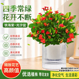 泰西丝虎刺梅铁海棠盆栽绿植花卉植物室内桌面好养活阳台常青花源头直发