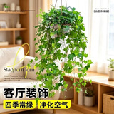行湘常春藤盆栽植物室内垂吊植物净化空气除甲醛四季常青吊兰源头直发