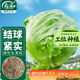 寿禾圆生菜种子苗结球秋冬盆栽蔬菜种籽 绿翡翠结球生菜种子10g*2袋