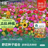 北蔬花种子四季耐寒室外庭院野花海花籽 野花种子组合10g(大于1000粒)