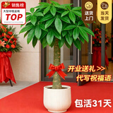 叹为观止大型植物发财树各种大颗盆栽开业乔迁客厅办公室内好养大型花卉 单杆发财树【1.1-1.3米】 不含盆