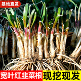 大禹韭菜根苗新根紫红根大叶韮菜移栽根种子四季寿光本地老品种蔬菜 寿光紫根宽叶韭菜根苗2500棵批发 紫根不明显