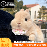 梦茜儿（MEXEMINA）兔子活物侏儒兔凤眼小型茶杯兔长不大不咬人宠物荷兰垂耳兔子活体 高品级双血侏儒兔【视频选兔、选颜色品相】