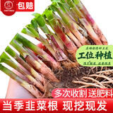 大禹韭菜根苗新根紫红根大叶韮菜移栽根种子四季寿光本地老品种蔬菜 寿光紫红根宽叶韭菜根苗100棵+肥