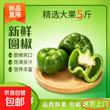 新鲜绿圆椒青椒太空椒灯笼椒柿子椒甜椒农家种植现摘蔬菜辣椒不辣 新鲜绿圆椒【4斤装】