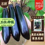 北蔬 茄子种子种苗黑又亮长茄阳台盆栽蔬菜种籽 黑妍长茄种子50粒