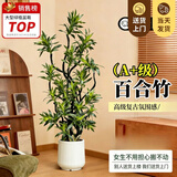 叹为观止大型植物发财树各种大颗盆栽开业乔迁客厅办公室内好养大型花卉 造型百合竹1.4—1.6米 含盆