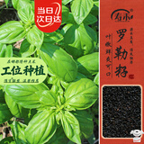 寿禾罗勒种子苗食用香草绿色盆栽种植香草种籽 潍丰寿艺罗勒种子5g